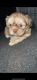 Shih Tzu Puppies for sale in Gaston, NC, USA. price: NA