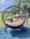 Shih Tzu Puppies for sale in Webster, FL 33597, USA. price: $1,200