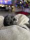 Shih Tzu Puppies for sale in Chesapeake, VA, USA. price: $1,000