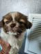 Shih Tzu Puppies for sale in Orlando, FL 32824, USA. price: $875