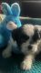 Shih Tzu Puppies for sale in Winston-Salem, NC 27105, USA. price: $1,200