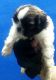 Shih Tzu Puppies for sale in Pataudi, Haryana 122503, India. price: 13000 INR