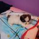 Shih Tzu Puppies for sale in New York, NY, USA. price: $1,100