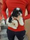 Shih Tzu Puppies for sale in 6, Jaipur Golden Hospital Rd, Pocket 1, Sector 3A, Rohini, Delhi, 110085, India. price: 13000 INR