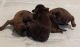 Shih Tzu Puppies for sale in 103 Wood Ln, Hodgenville, KY 42748, USA. price: $900