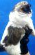 Shih Tzu Puppies for sale in 6, Jaipur Golden Hospital Rd, Pocket 1, Sector 3A, Rohini, Delhi, 110085, India. price: 13500 INR