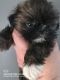 Shih Tzu Puppies for sale in Wells, MN 56097, USA. price: NA