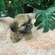 Shih Tzu Puppies for sale in Las Vegas, NV, USA. price: $1,900