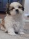 Shih Tzu Puppies for sale in Albuquerque, NM, USA. price: $500