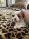 Shih Tzu Puppies for sale in Englewood, FL, USA. price: $700