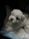 Shih Tzu Puppies for sale in Miami Gardens, FL, USA. price: $800