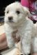 Shih Tzu Puppies for sale in Tolleson, AZ 85353, USA. price: $400