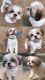 Shih Tzu Puppies for sale in Snellville, GA, USA. price: $1,000