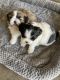 Shih Tzu Puppies for sale in Flint, TX 75762, USA. price: $60,000