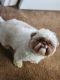 Shih Tzu Puppies for sale in Riverview, FL, USA. price: $1,500