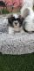 Shih Tzu Puppies for sale in Mesa, AZ 85201, USA. price: $500