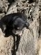Shih Tzu Puppies for sale in Las Vegas, NV, USA. price: $450