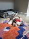 Shih Tzu Puppies for sale in Magnolia, TX, USA. price: $3,800