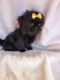 Shih Tzu Puppies for sale in Allendale, MI 49401, USA. price: $1,100