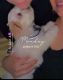 Shih Tzu Puppies for sale in Grand Prairie, TX, USA. price: $600