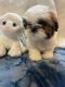 Shih Tzu Puppies for sale in Charlotte, NC, USA. price: $1,800