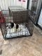 Shih Tzu Puppies for sale in Miami, FL, USA. price: $1,200