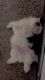 Shih Tzu Puppies for sale in Dallas, TX 75243, USA. price: $600