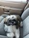 Shih Tzu Puppies for sale in Devore Heights, CA 92407, USA. price: $1,500