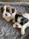 Shih Tzu Puppies for sale in Flint, TX 75762, USA. price: $600