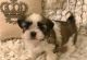 Shih Tzu Puppies for sale in Asheville, NC 28801, USA. price: $500