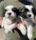 Shih Tzu Puppies for sale in Syracuse, NY, USA. price: $600