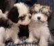 Shih Tzu Puppies for sale in San Francisco, CA 94121, USA. price: NA