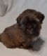 Shih Tzu Puppies for sale in San Antonio, TX, USA. price: $550