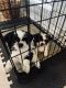 Shih Tzu Puppies for sale in 3314 Blantyre, Converse, TX 78109, USA. price: NA