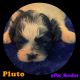 Shih Tzu Puppies for sale in Monroe, NC, USA. price: $1,200