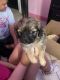 Shih Tzu Puppies for sale in Orlando, FL, USA. price: $300