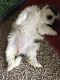 Shih Tzu Puppies for sale in Humble, TX, USA. price: $500