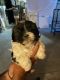 Shih Tzu Puppies for sale in 80578 Sheffield Ave, Indio, CA 92203, USA. price: $650