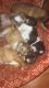 Shih Tzu Puppies for sale in Lancaster, PA, USA. price: NA