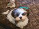 Shih Tzu Puppies for sale in Mason, WV, USA. price: $450