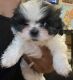 Shih Tzu Puppies for sale in Palmdale, CA, USA. price: NA