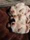 Shih Tzu Puppies for sale in Mesquite, TX, USA. price: NA