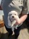 Shih Tzu Puppies for sale in Tower City, PA 17980, USA. price: $600