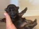 Shih Tzu Puppies for sale in Riceville, TN 37370, USA. price: $2,000