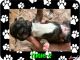 Shih Tzu Puppies for sale in 111 Ann St, Johnstown, PA 15905, USA. price: NA