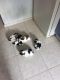 Shih Tzu Puppies for sale in BOWLING GREEN, NY 10004, USA. price: NA
