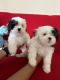 Shih Tzu Puppies for sale in Homestead, FL, USA. price: $1,200