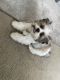 Shih Tzu Puppies for sale in Orlando, FL, USA. price: $2,000