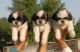 Shih Tzu Puppies for sale in Bhiwadi, Rajasthan, India. price: 17,000 INR