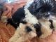 Shih Tzu Puppies for sale in Rochester, IN 46975, USA. price: NA
